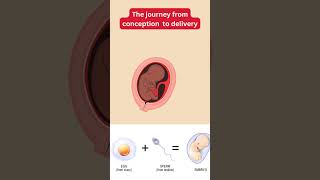 How do babies grow in the uterus baby birth conceptiontips weekspregnant [upl. by Ahsirkal818]