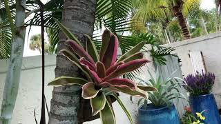 Take a tourBromeliads and Orchids in trees [upl. by Particia]