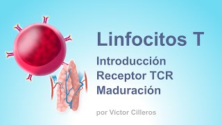 Linfocitos T Introducción y maduración [upl. by Tteve]