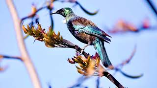 Portraits of the New Zealand Tui by Rosemary Allen and Annie Jameson [upl. by Muhammad]