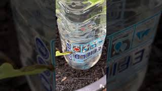 How to water plants while on vacation  Container garden watering [upl. by Jordon]