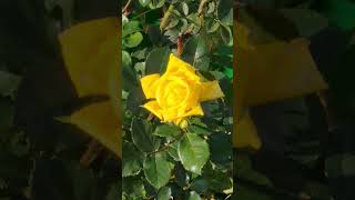 The Yellow Rose of TEXAS from Jerusalem Elvis israel jerusalem shorts texas countrymusic [upl. by Amias]