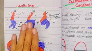 Septum formation in Truncus Arteriosus and Conus Cordis  CVS Embryology lectures Drsafwan Naveed [upl. by Wonacott]