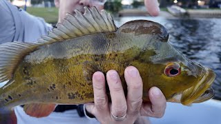 Fishing Peacock Bass with live shiners [upl. by Crary]