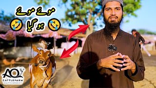 Ehtiyat ilaj Se Behter Hai  Lumpy Skin Disease Vaccine at AQ Cattle Farm [upl. by Ainad]