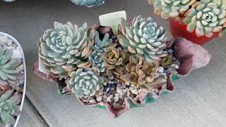 16년된 입전다육이 pachyveria scheideckeri Succulent plants [upl. by Aloap]