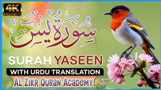 Surah e Yaseen  سورة یسن شریف  Quran Tilawat Beautiful Sound With Urdu tranclation [upl. by Nommad]