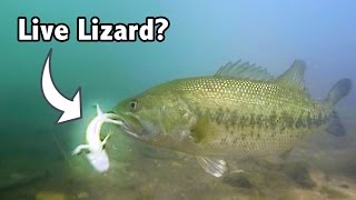 Do Bass Actually Eat LIZARDS  GoPro Live Lizard Footage Underwater [upl. by Alley]