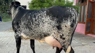 🔥 GIRLANDO 🔥 पंजाब में आ गई ब्राज़ील की गिरलैंडो नस्ल की गाय । 💥 7009645902 Chopra Dairy Farm [upl. by Reteip]