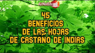 45 Beneficios de las Hojas del Castaño de Indias [upl. by Gershom]