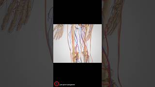 Intermittent Claudication Treatment  3D video [upl. by Oralie]