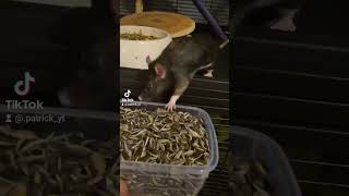 ratten tiktok [upl. by Etteloc898]