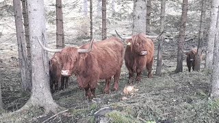 Il lupo colpisce in Val di Gares [upl. by Ardnahs980]