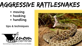 AGGRESSIVE rattlesnakes  Venomous snake techniques amp tips [upl. by Adah904]