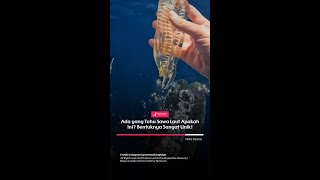 SEA SALP science sciencefacts [upl. by Lletram]