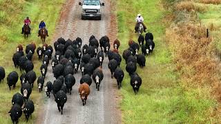 Cattle Drive in Oklahoma [upl. by Lusty]