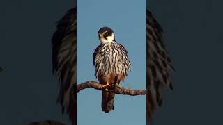 Eurasian Hobby shorts [upl. by Elpmet]