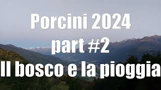 Porcini 2024 part 2 [upl. by Wiltshire]