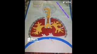 मनुष्य के श्वसन तंत्र का चित्र कैसे बनाएंrespiratory system model RKSS family videos [upl. by Lin]