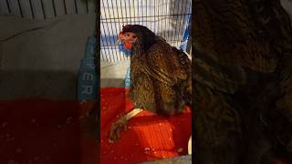 Our Barnevelder Injured Her Leg [upl. by Enaxor]