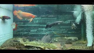 餵魚 PolypterusampArowana 恐龍王amp紅龍 混養缸 feedingfishes [upl. by Reteid]