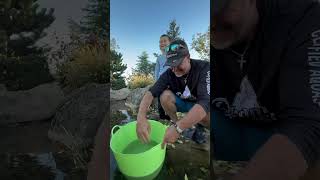 Releasing The Hi Fin Banded Shark back into the gardenanswer pond [upl. by Aslehc337]