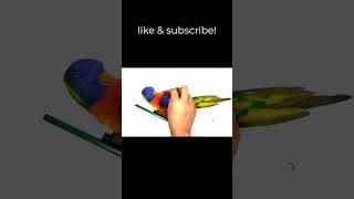 Rainbow Lorikeet  The Funny Bird with Amazing Dancing Skills [upl. by Artemed]