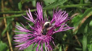 Patchwork Leafcutter Bees Megachile centuncularis Holy Trinity Church Buckfastleigh Devon [upl. by Phira]