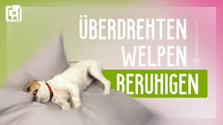 Überdrehten Welpen beruhigen 8 einfache TopTipps [upl. by Meingoldas]