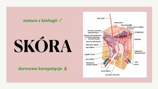 35 Skóra  powłoka ciała  budowa funkcje 🤲🏻 matura biologia rozszerzona 🌻 liceum ✅ [upl. by Rubma]