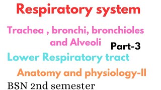 Trachea bronchi bronchioles and alveoli  lower respiratory tract  respiratory system anatomy [upl. by Skipp]