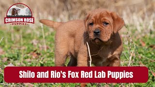 Shilo and Rios Fox Red Lab Puppies [upl. by Haleeuqa]