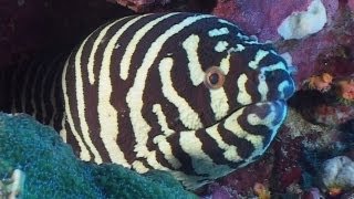 Moray Eels  Reef Life of the Andaman  Part 7 [upl. by Francine953]