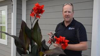 Quick Tip Caring for Cannas ❤️  West Coast Gardens [upl. by Alexandre]