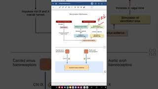 Baroreceptor Mechanism [upl. by Inaoj]