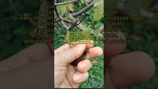 Annatto Tree and its seeds [upl. by Yotal]