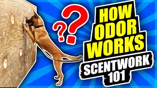 Scentwork 101 How odor Works [upl. by Ydnac]