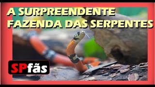 A SURPREENDENTE FAZENDA DAS SERPENTES [upl. by Rahcir]