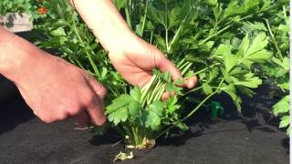 How to Harvest Parsley [upl. by Darcy]