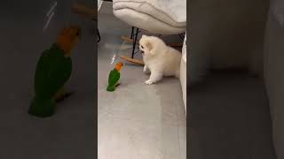 Dog and parrot angry [upl. by Hester]