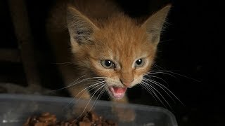 Little kitten hissing at me [upl. by Nixie]