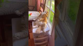 Sleepy cat sleepycat roundandround funnycats orangecat catsofyoutube upanddown loop viral [upl. by Grannie]