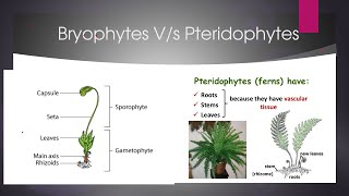 difference between bryophytes and pteridophytes [upl. by Dnomed]