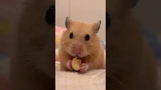 I Spent 30 Days with Hamsters and Discovered THIS hamsters 倉鼠 [upl. by Accever]