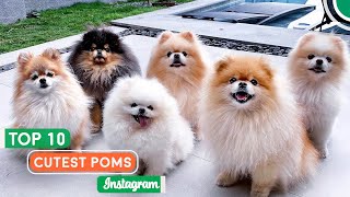 Top 10 Cutest Pomeranians On Instagram Melt Your Heart  Pomeranian Planet [upl. by Ariew]