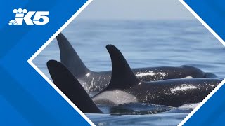 Endangered Southern Resident orcas return to Puget Sound [upl. by Ytisahc935]