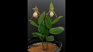 Potting a Cypripedium in a container [upl. by Yelahs]