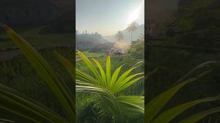 Pemandangan desa di pagihari vidioshort sawah wisata [upl. by Hatokad]