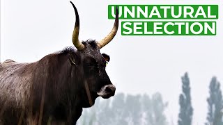 Unnatural Selection  How Humans Are Changing Evolution  Free Documentary Nature [upl. by Roscoe]