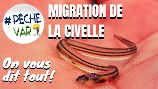 SUIVI DE LA MIGRATION DES CIVELLES  on agit [upl. by Miett]